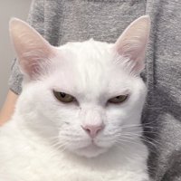 目を細めてカメラを見つめる猫