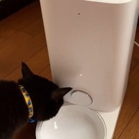 自動給餌器を観察する猫