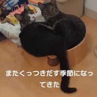 くっついている2匹の猫