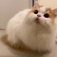 見上げる姿