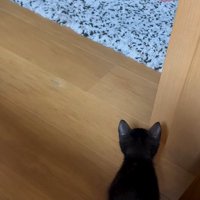 飼い主の足を見る子猫