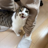 上を向いて鳴く猫