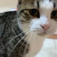 猫の顔のアップ