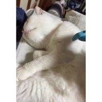 ブラッシングされている猫