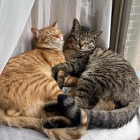 向かい合って寝る2匹の猫