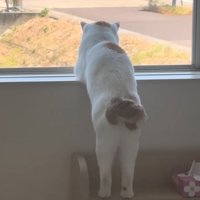 窓の外を眺める猫の後ろ姿4