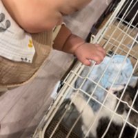 遊ぶ赤ちゃんと猫