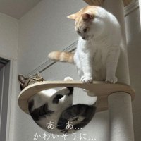 ボウルでくつろぐ猫の近くにいる不満げな猫