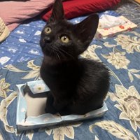 箱の中にお座りする子猫