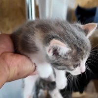 片手で抱き上げられた小さな子猫