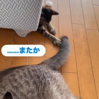ソファの下に隠れて自分のしっぽを触ってくる子猫を見つめる先住猫