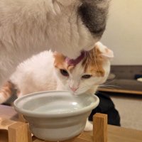 白黒猫に額を舐められて動揺する茶白猫