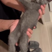 抱き上げた子猫を移動させる男性