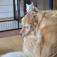 犬と猫