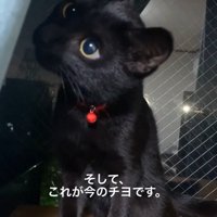 窓際に座る子猫
