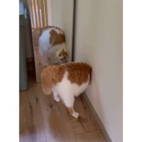 鏡の前の猫