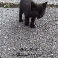 鳴く黒猫