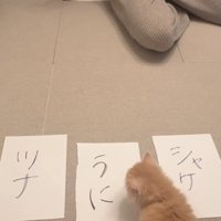 3枚の紙と猫