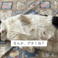 仰向けの成猫