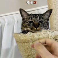 キャットタワーから飼い主を呼ぶキジトラ猫