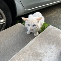 座ってカメラ目線の猫