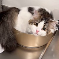 鍋から見つめる猫
