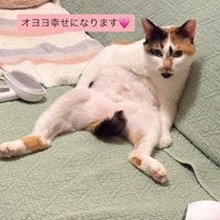スコ座りする猫