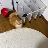 フードボウル近辺にいる猫
