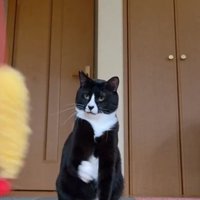 遅れてパンチする猫