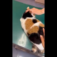 撫でるふたつの手