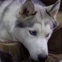 子猫を見守るボビーくん