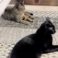うとうとする猫