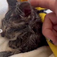 眠る子猫