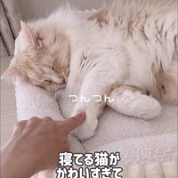 前足を触られる猫