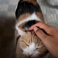 撫でられて目を細める猫