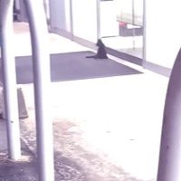 ドア前で座っている子猫