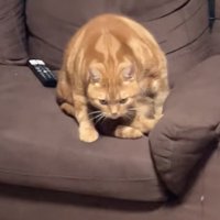 睨みつける猫