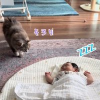 寝ている赤ちゃんを見ている猫