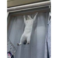網戸に貼りつく猫