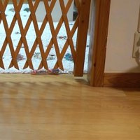 びっくりした顔の猫