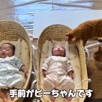 テロップ「手前がピーちゃんです」