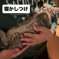 男の子に大切そうに抱っこされている子猫