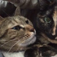 くっついている2匹の猫