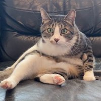 スコ座りする猫