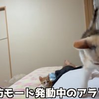 お腹の上に乗る子猫（甘えん坊モード発動中のアラレちゃん）