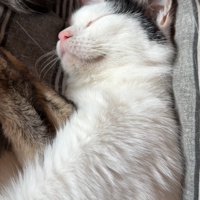 舌を戻す猫