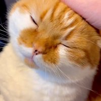 撫でてもらっている猫