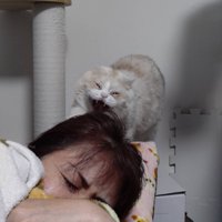 眠っている女性と猫