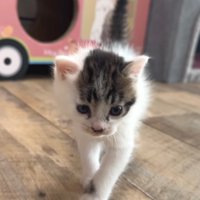 正面向きで歩く子猫