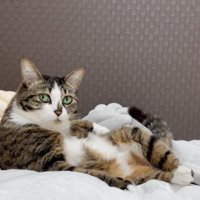 ゆっくり振り向く猫